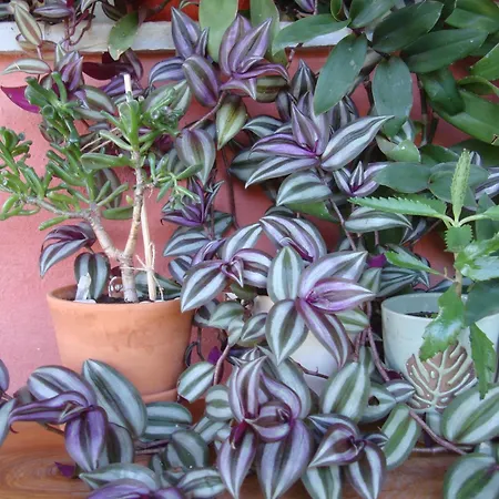 The Strawhouse Under The Mountain 펜션 Gorgogiri