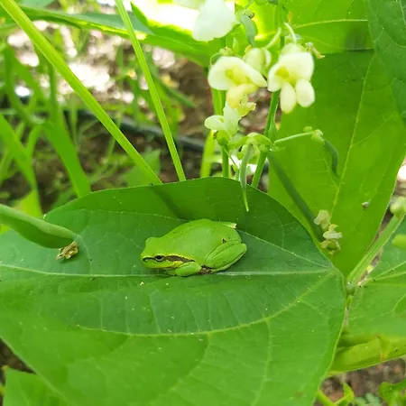 펜션 The Strawhouse Under The Mountain