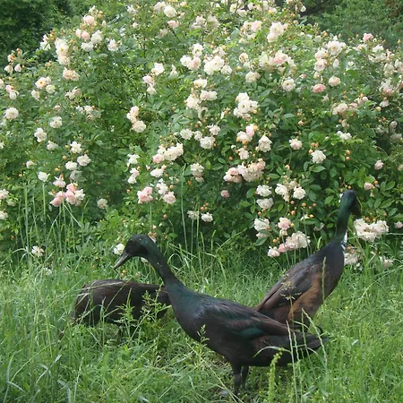 펜션 The Strawhouse Under The Mountain Gorgogiri